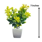 Akaar Mini Plants for Decoration Pack of 6