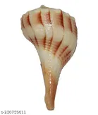 Dakshinavarti Shankh 