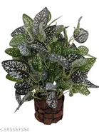 Plastic Artificial Flower With Pot,Multicolour