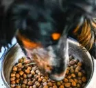 Dog Adult Nutrious Dry Kibble Food ,450g,