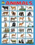 Plastic Learning Charts for Kids 