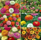 Zello Zinnia Mixed Flower (25 Seeds)