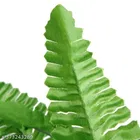 Plastic Artificial Flower 