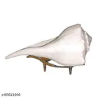 Dakshinavarti Shankh 